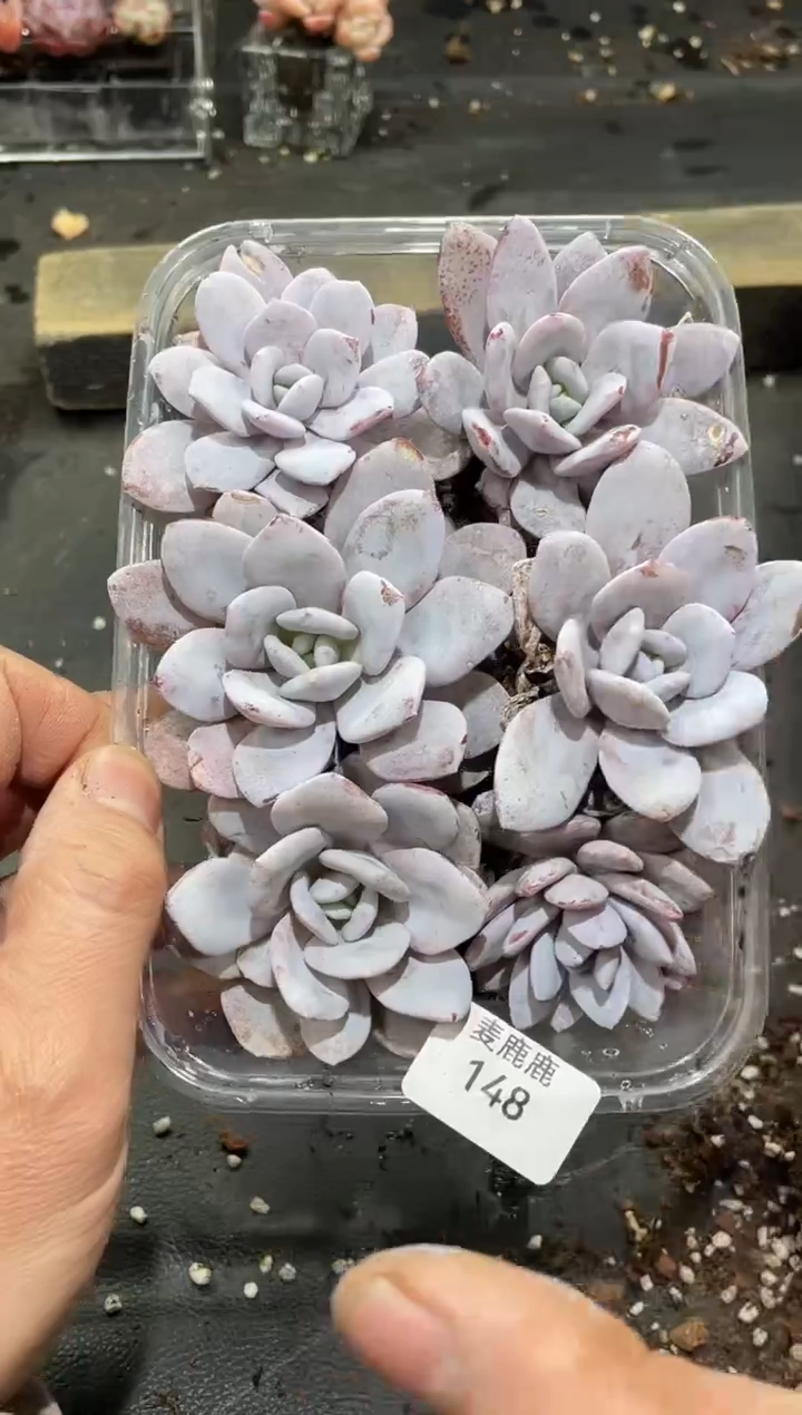 148雪莲     6颗    量拍