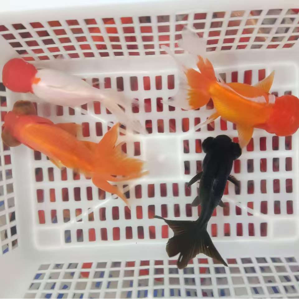 红狮鸿运当头龙睛混搭淡水鱼观赏鱼活体鱼水族饲养