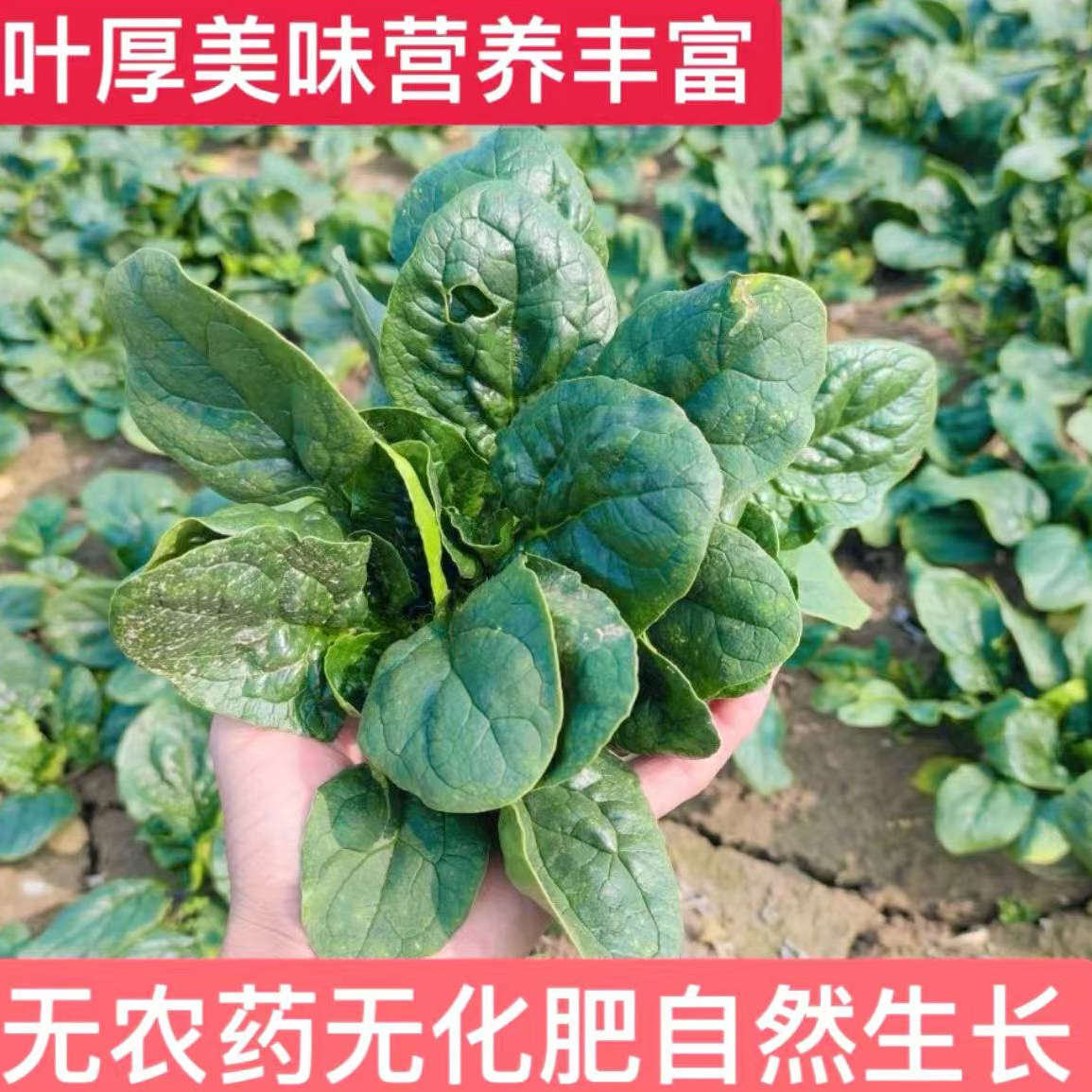 河南新鲜露天趴地红根矮杆菠菜趴地菠菜当季蔬菜火锅青菜
