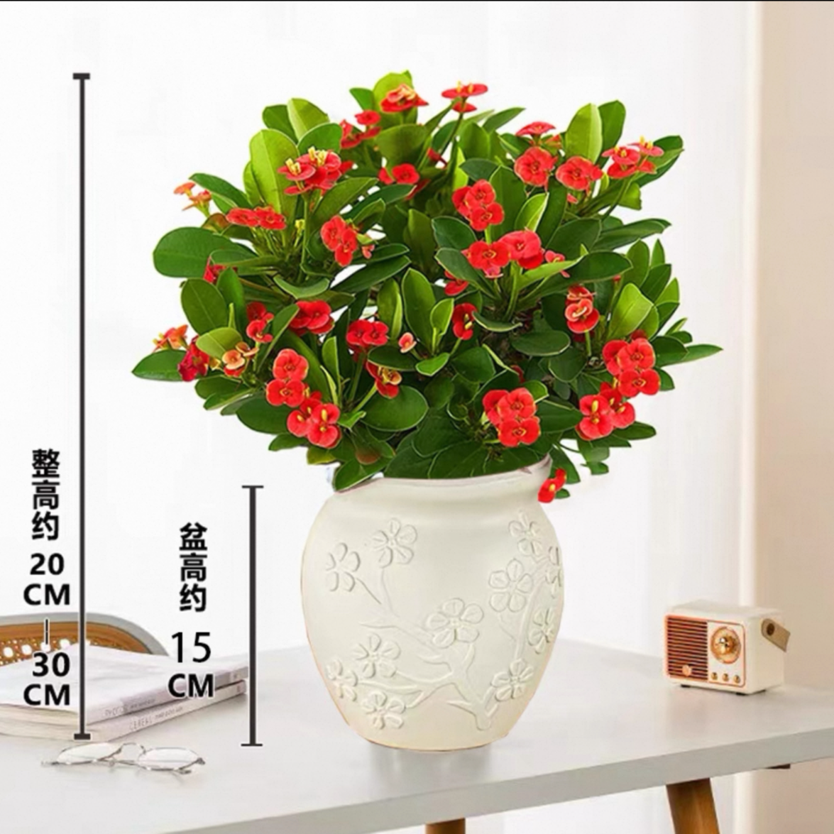 虎刺梅盆栽花卉易活植物室内办公室阳台耐旱铁海棠花四季开花不断