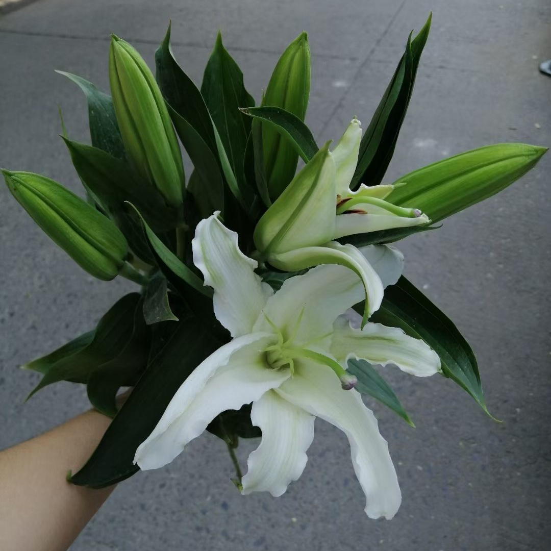百事合意百事如意 家居瓶插花 百合