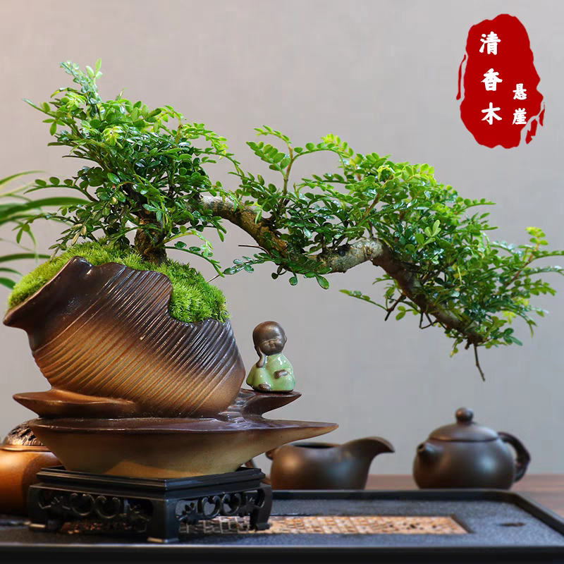 意境悬崖飘枝清香木盆景中式室内好养桌面摆件绿植花卉胡椒木盆栽