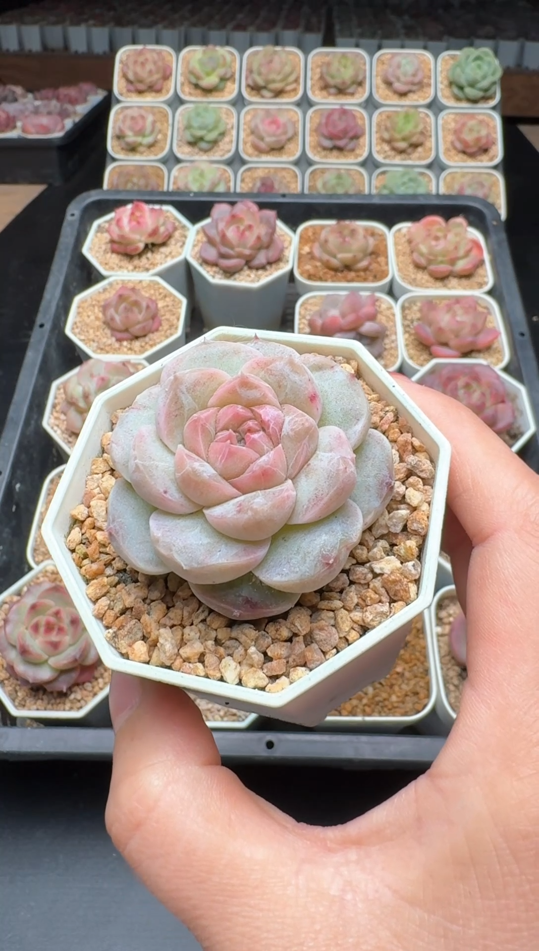 【闪购商品】609号 珍妮杂交多肉 花卉植物