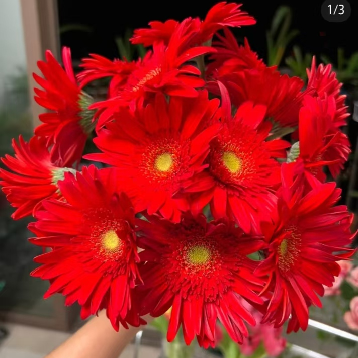 红艳非洲菊一单中通包邮，两单升级京东或者顺丰冷链