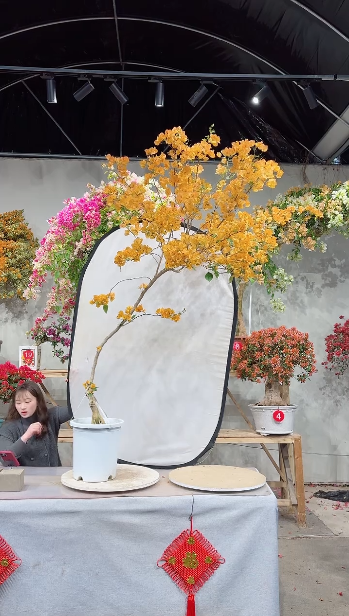 【闪购商品】盆景金色光辉