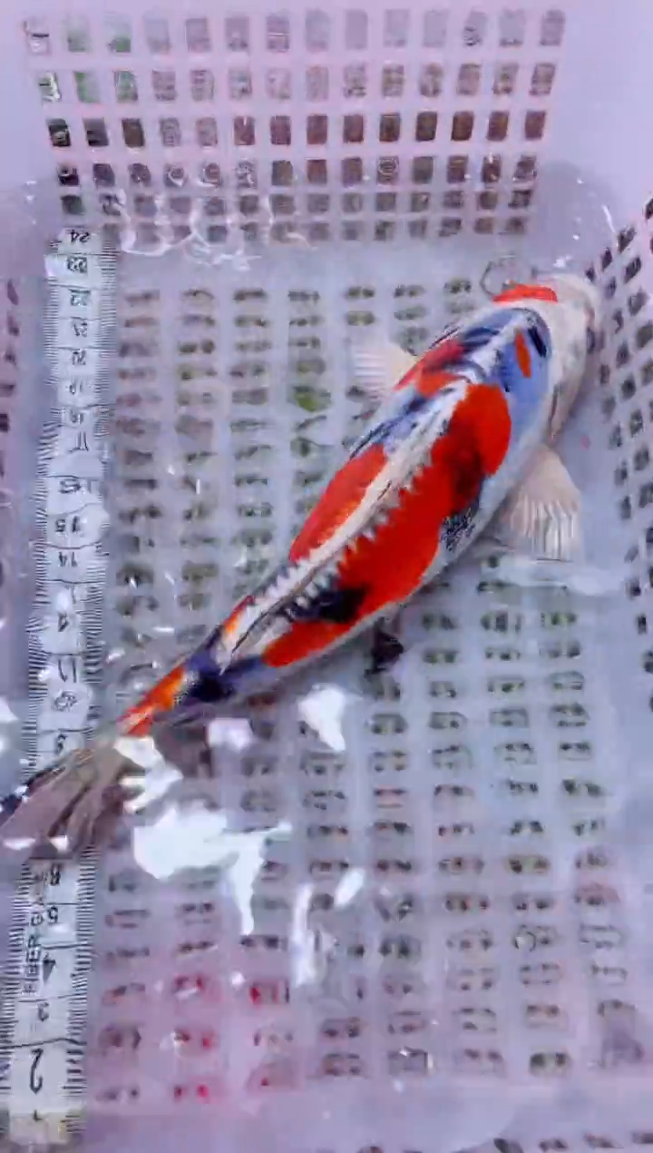 锦鲤冷水观赏鱼全场包邮109