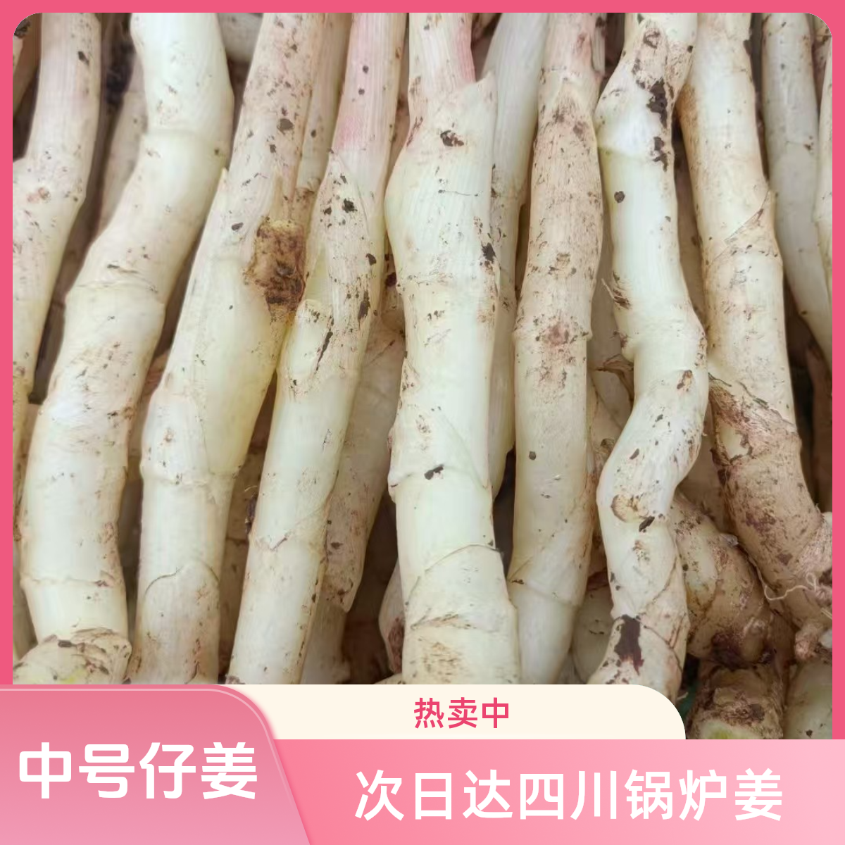 次日达四川锅炉姜 嫩仔姜竹根姜带泥发货口感脆嫩香味足竹根姜