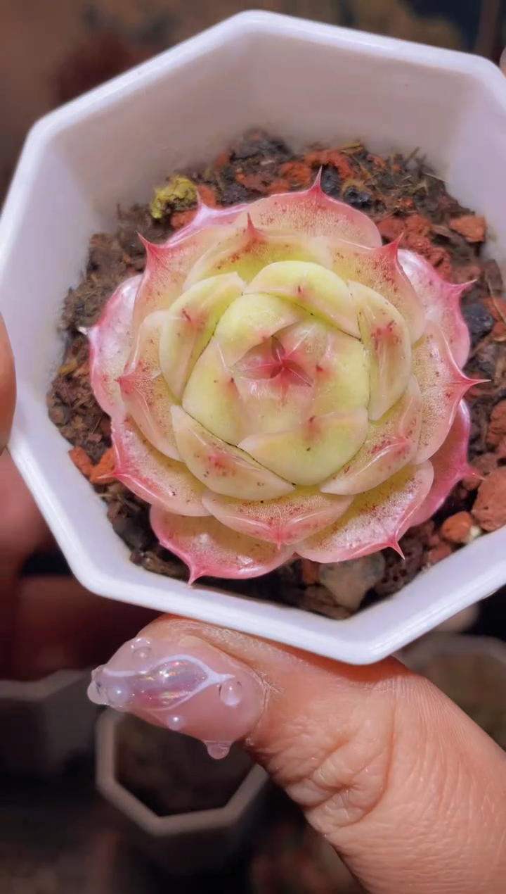 【闪购商品】118花昭卿