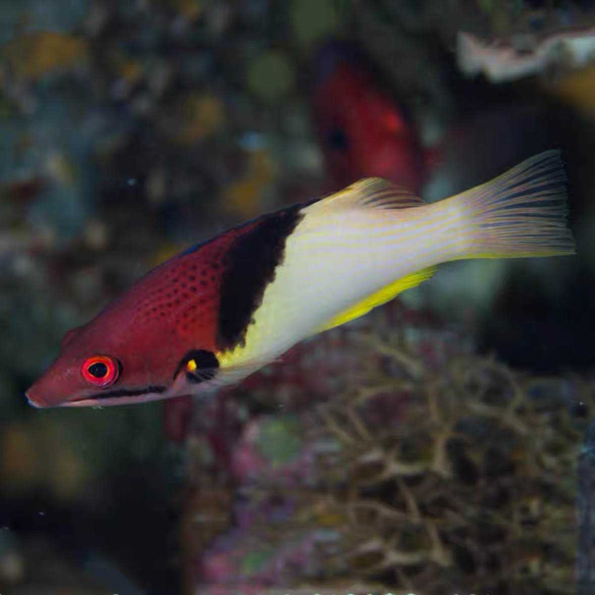 三色龙神仙海水鱼拍开箱视频（免包装费）