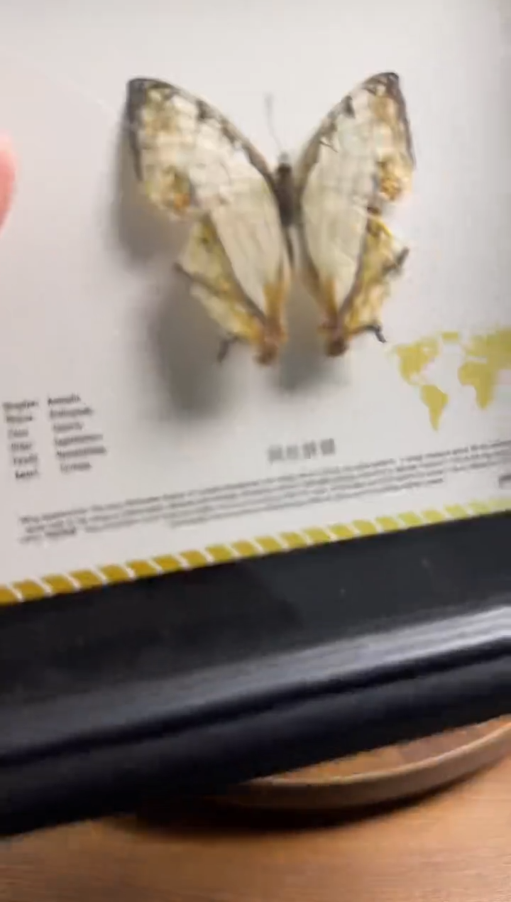 网丝蛱蝶        
