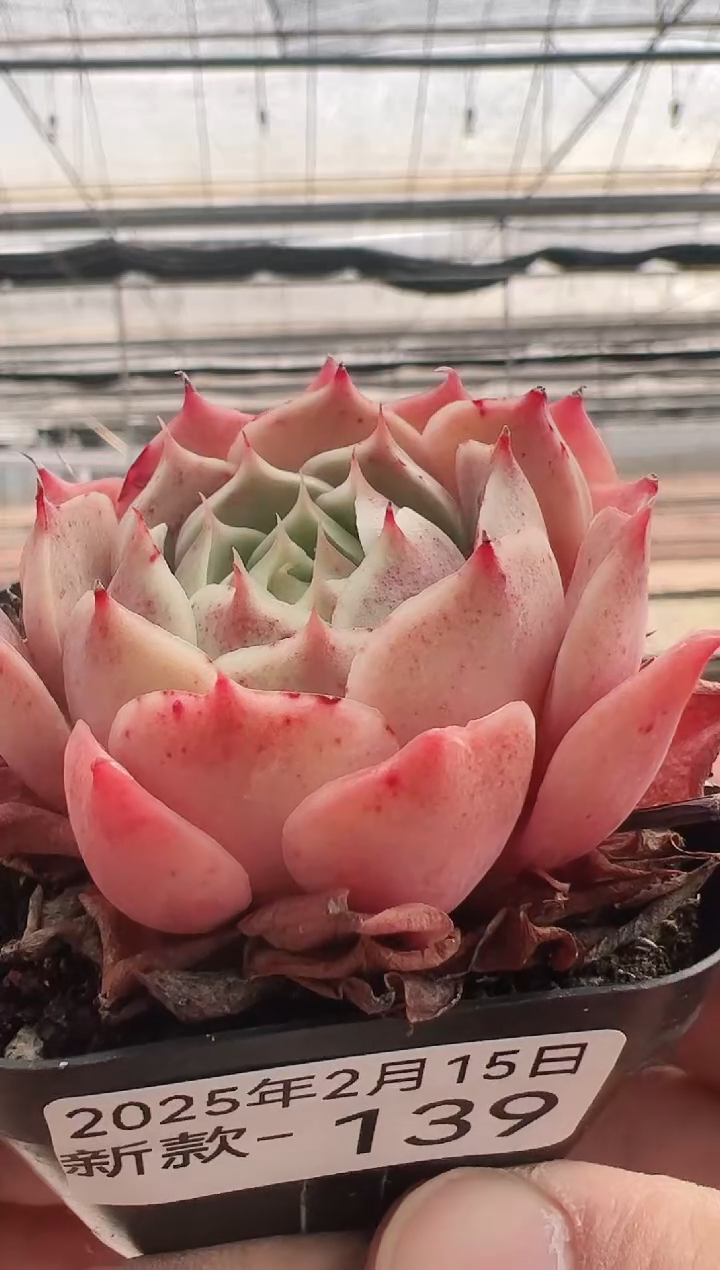 【闪购商品】新款多肉-139