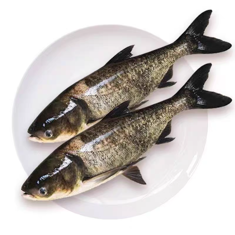 重庆大规格黑花鲢 水族活体鱼