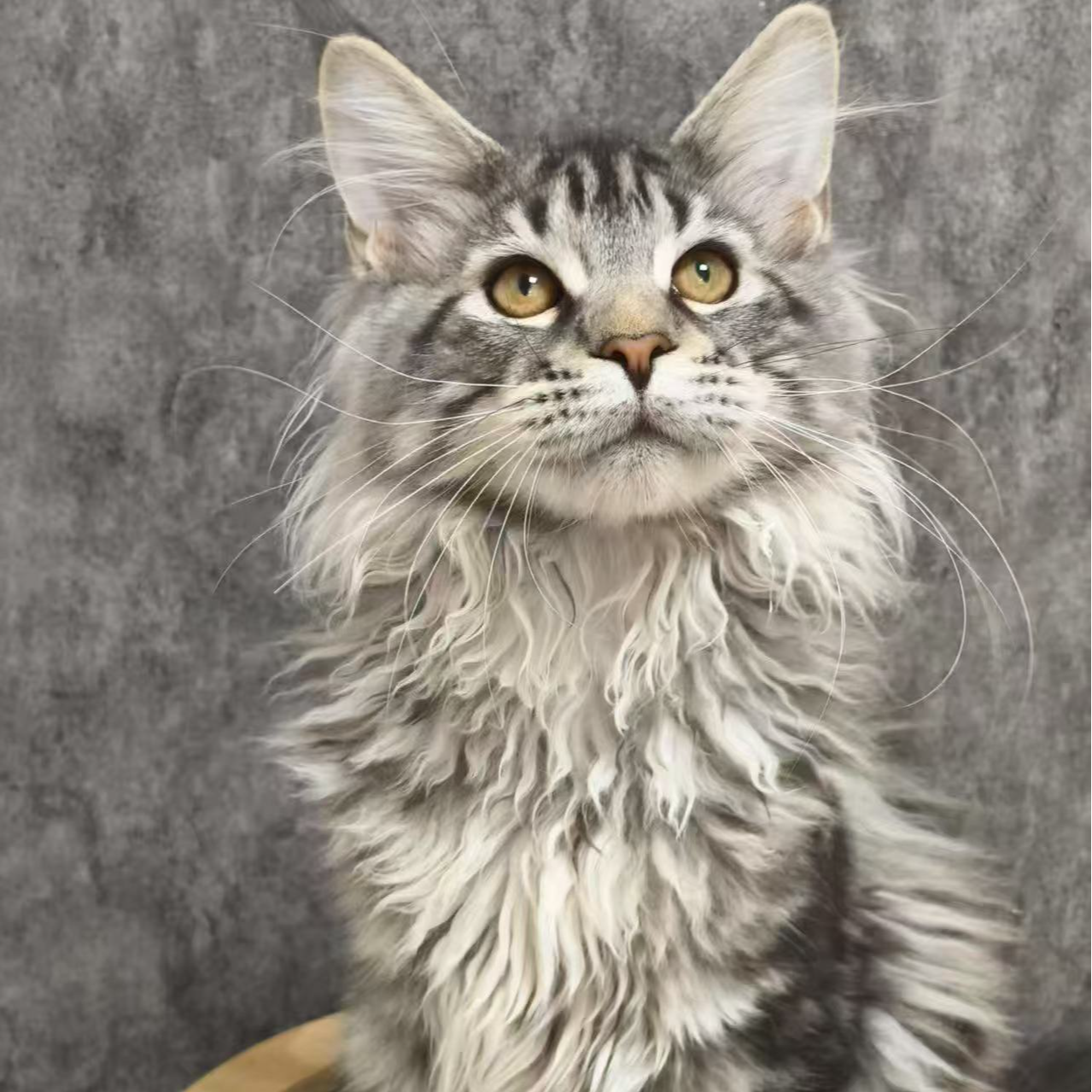 【萨满缅因猫舍】宠物活体链接