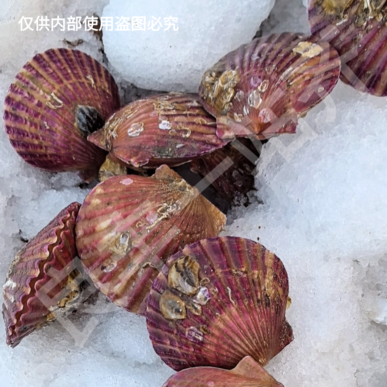 小红扇贝  小时到家