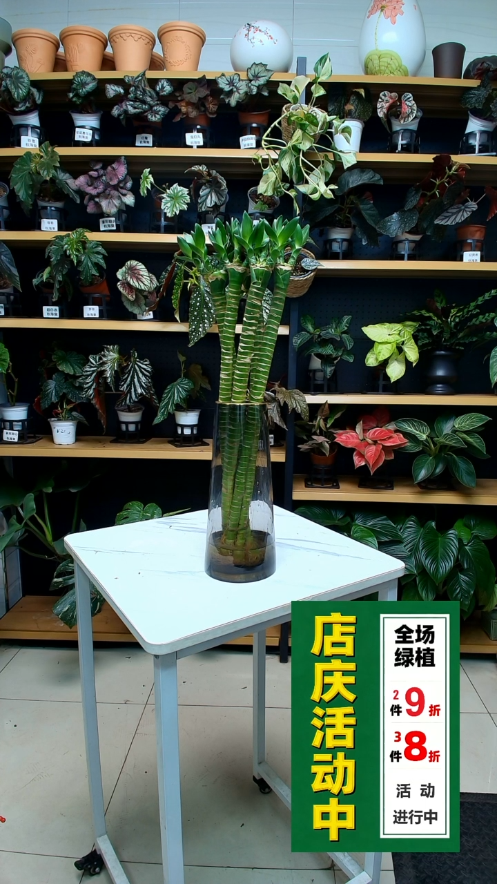 完全开放小*豆文昌竹+枪灰玻璃瓶