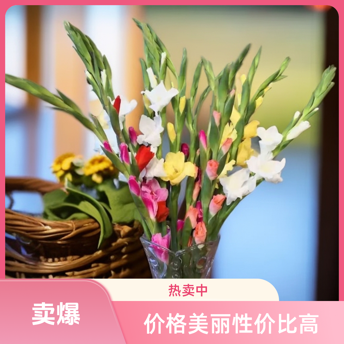 广州基地直发【混色】剑兰鲜切花室内水养适合新手养护的节节高花卉