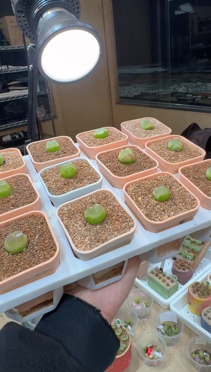 223多肉植物肉锥拉登一颗