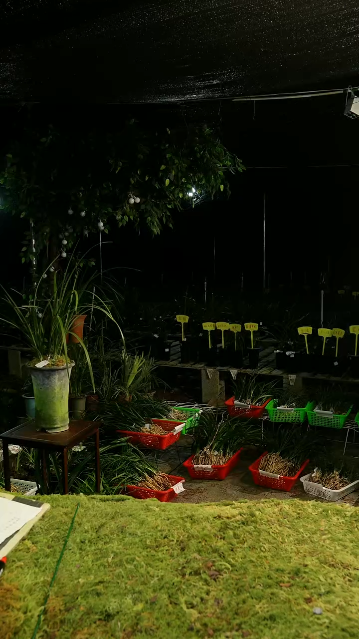 全部花苞万*国艳（前垄单苗花苞断了）脱盆发货