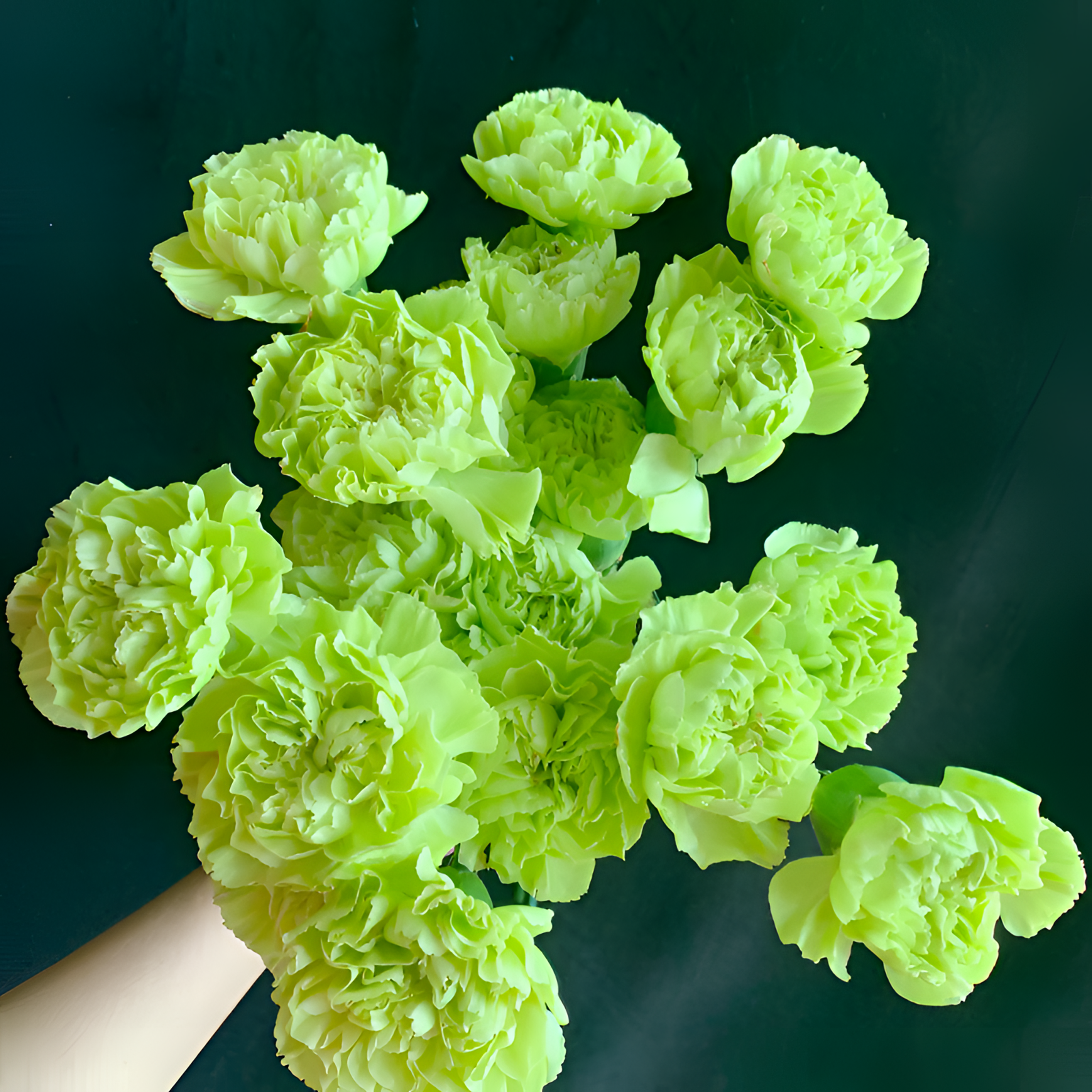 【银座鲜花】荧光绿-绿康乃馨石竹原装整扎20支每扎2单包邮鲜切花家居花生活鲜花