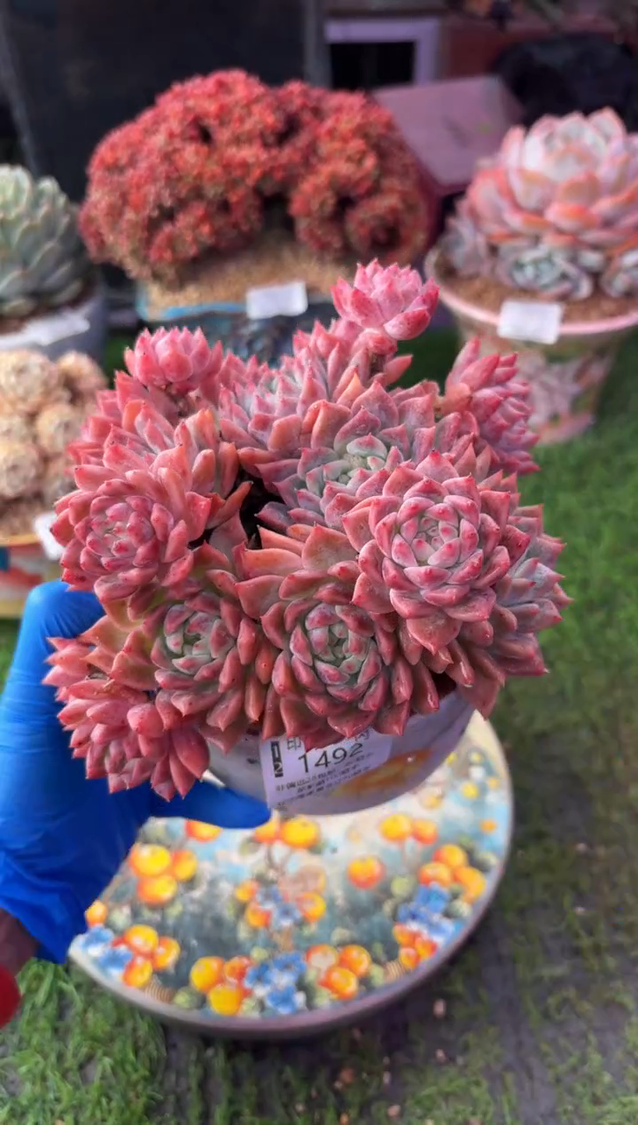 昆明印象多肉1492