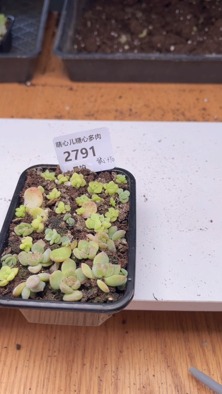 2791 琴心+T0双拼切糕