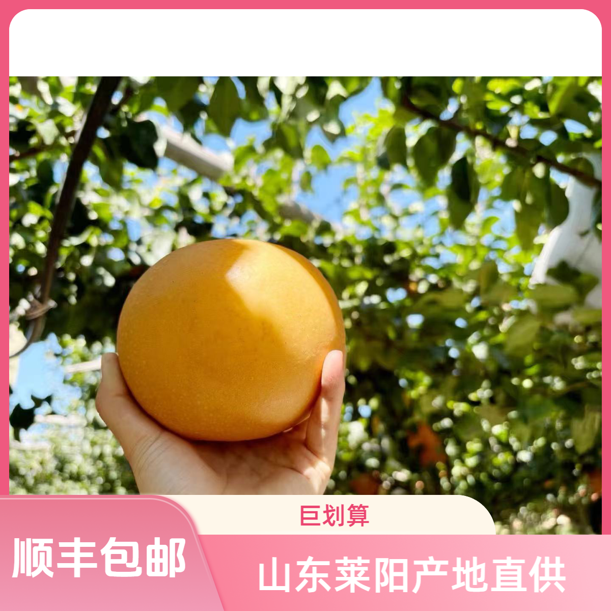 【脆甜多汁】山东莱阳秋月梨新鲜水果当季现摘现发大果坏果包赔邮