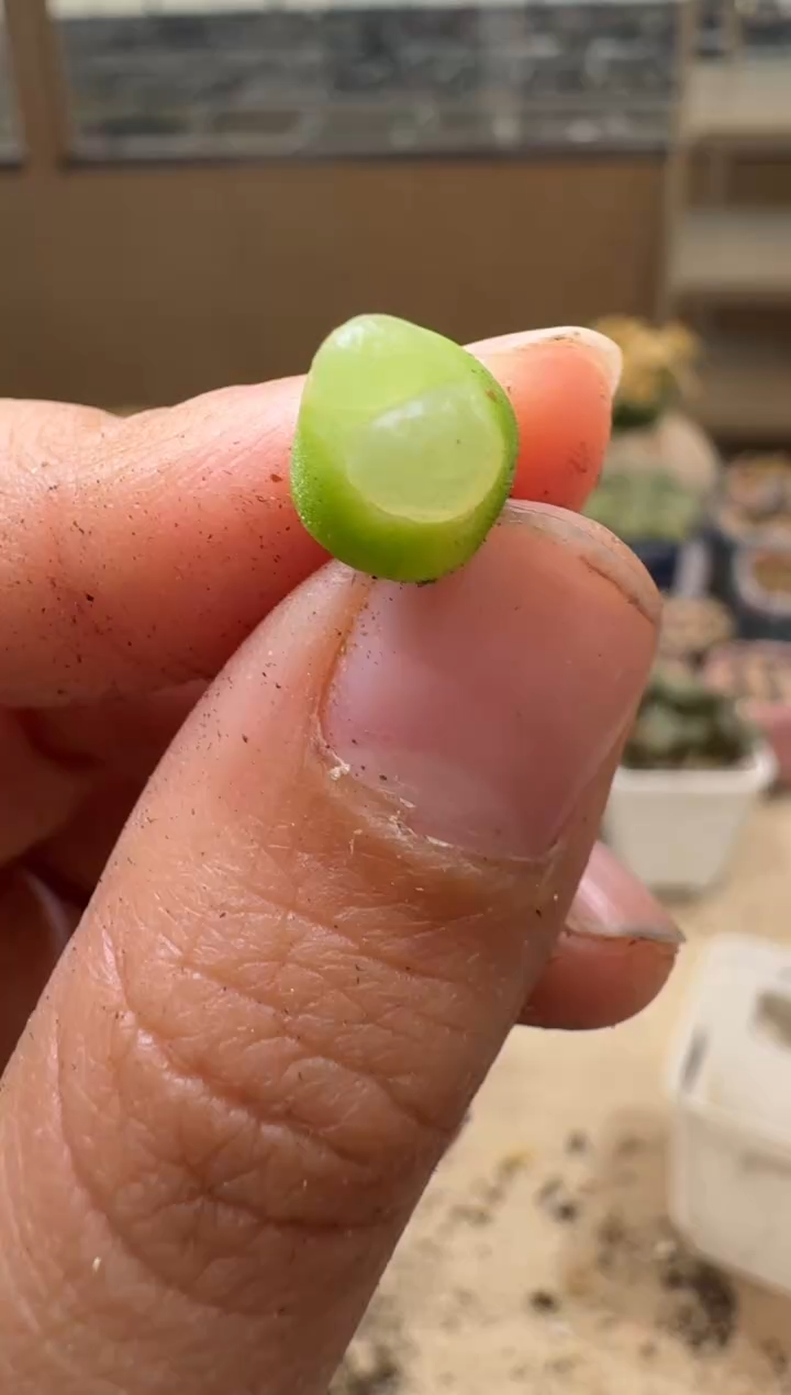 6-166多肉植物肉锥奶嘴