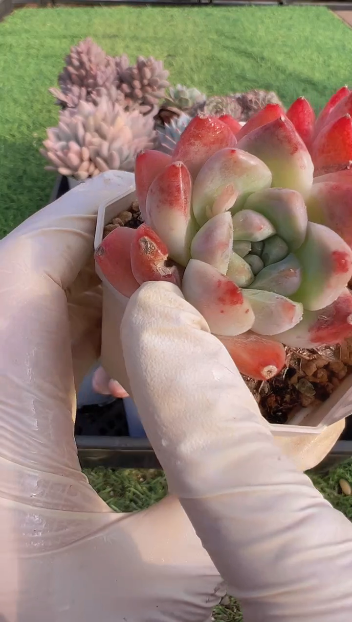 【闪购商品】信福多肉一物一拍