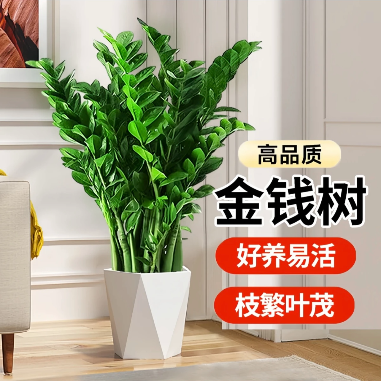 冲量【70-80cm】金钱树盆裁植物室内客厅四季常青好养绿植摇钱串子