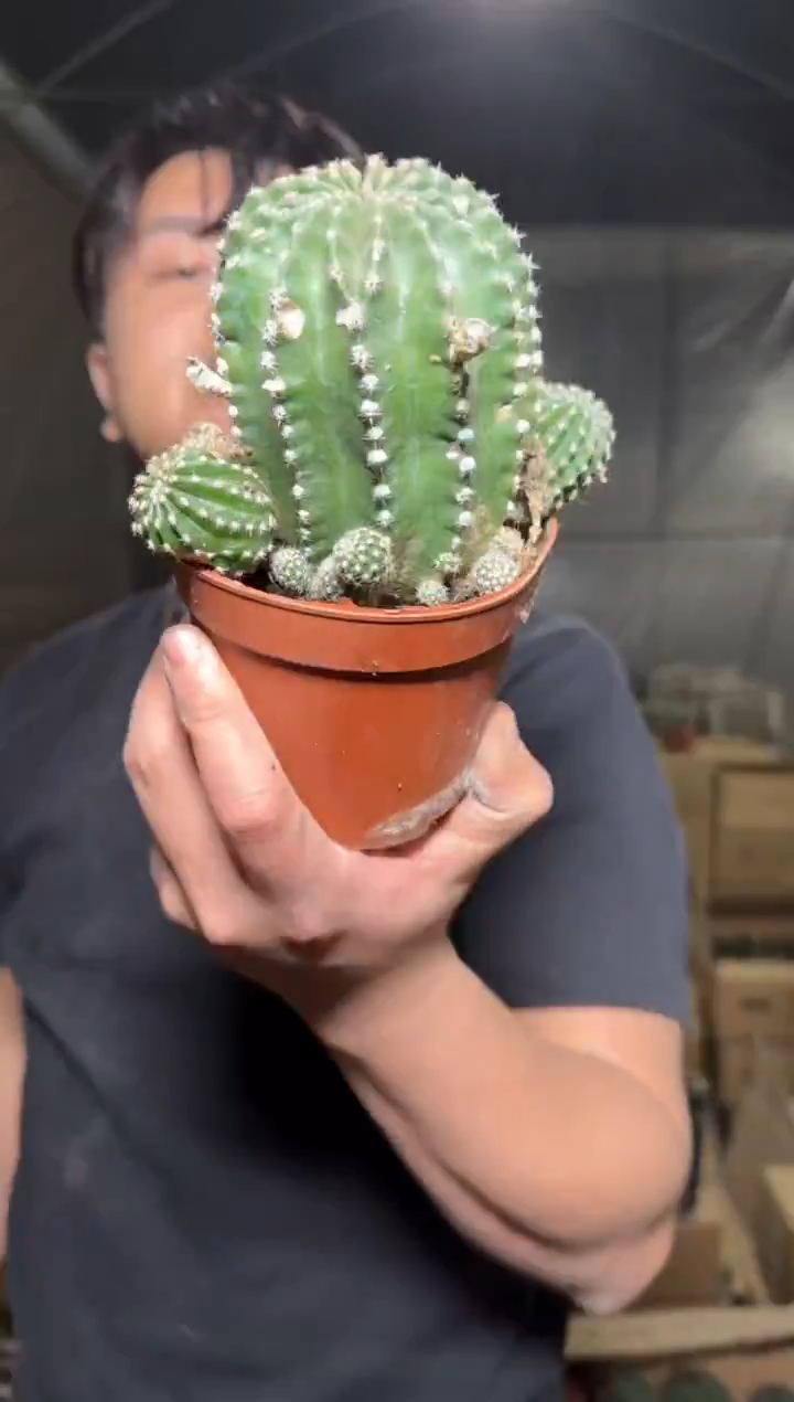 大号【粉花】黑金刚【带根】