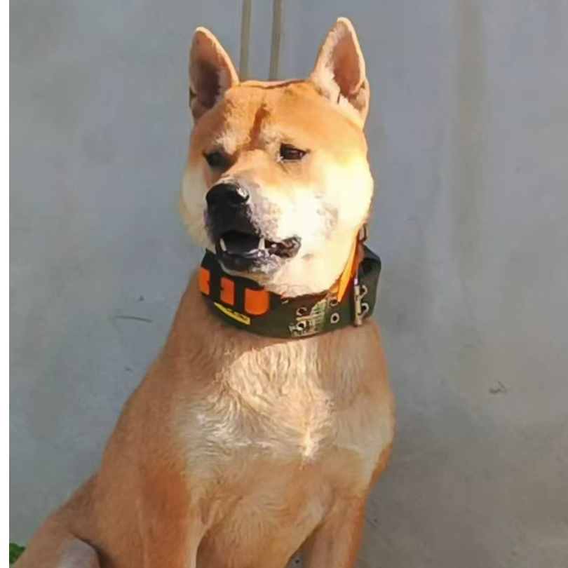 【广西小彬猎犬田园犬】狗狗链接
