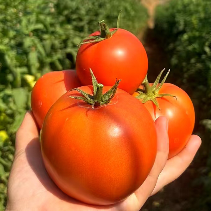 【当天采摘】高原高海拔口感型西红柿自然熟酸甜口感产地直发