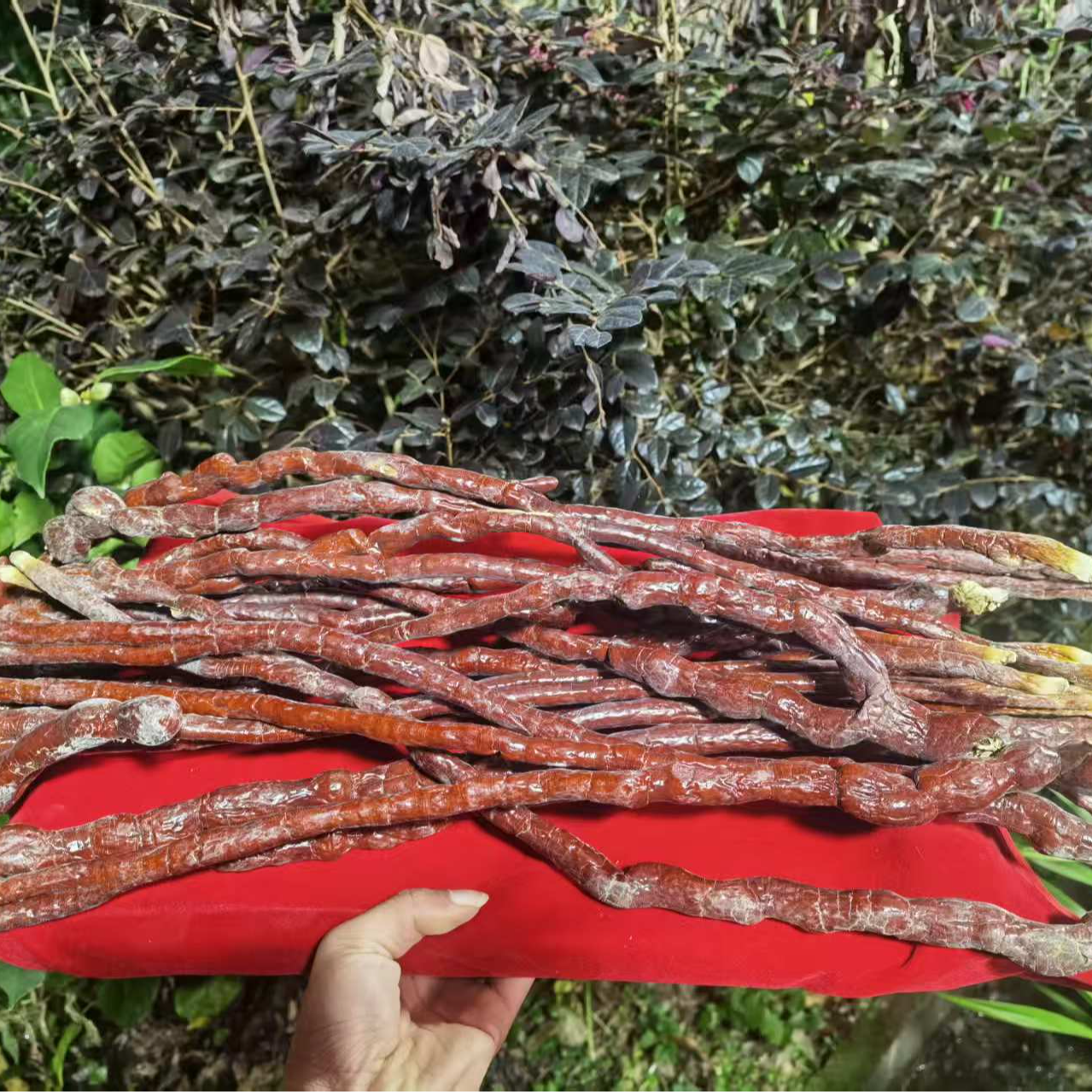 1【鹿-灵-参】净含量 250g-1000g【阿徐现收】