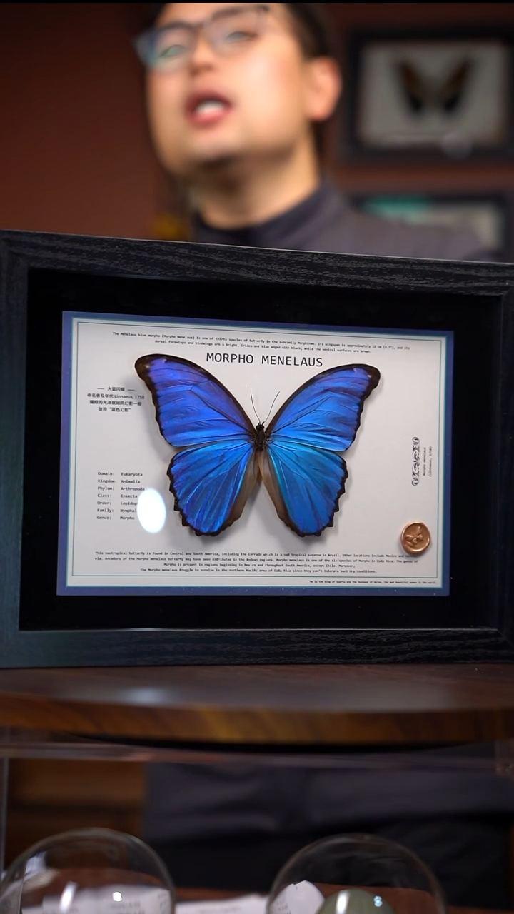 大蓝闪蝶-横版设计款【A4黑框】