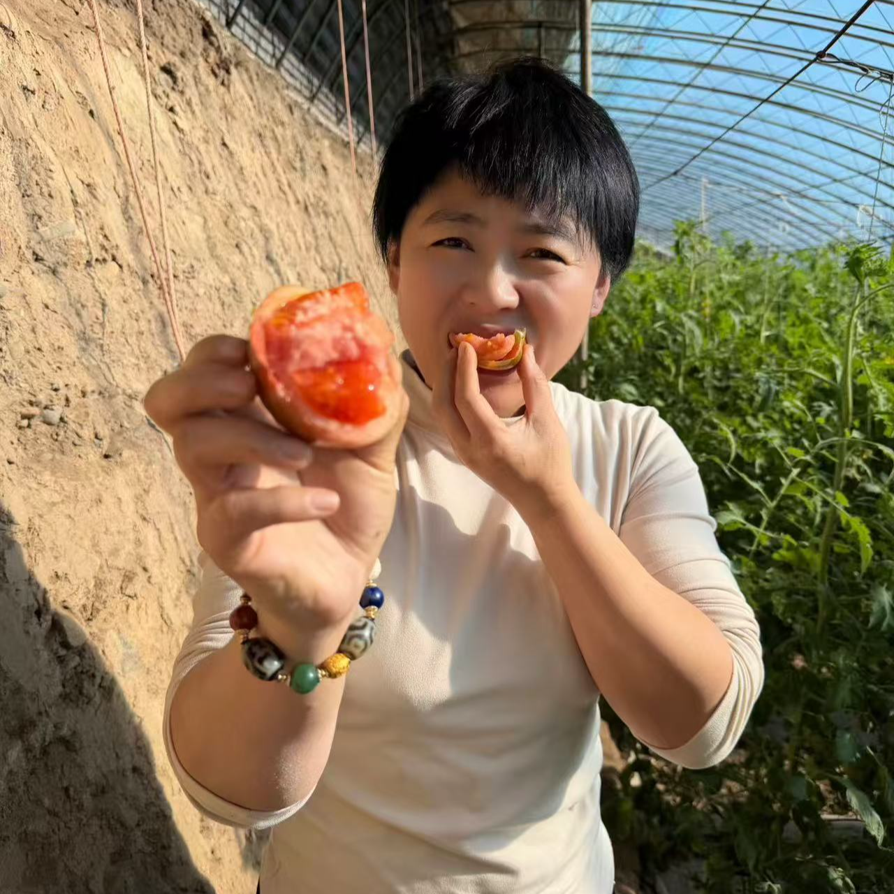 张家口番茄新鲜西红柿生态种植老品种生熟两吃顺丰空运陆运美食