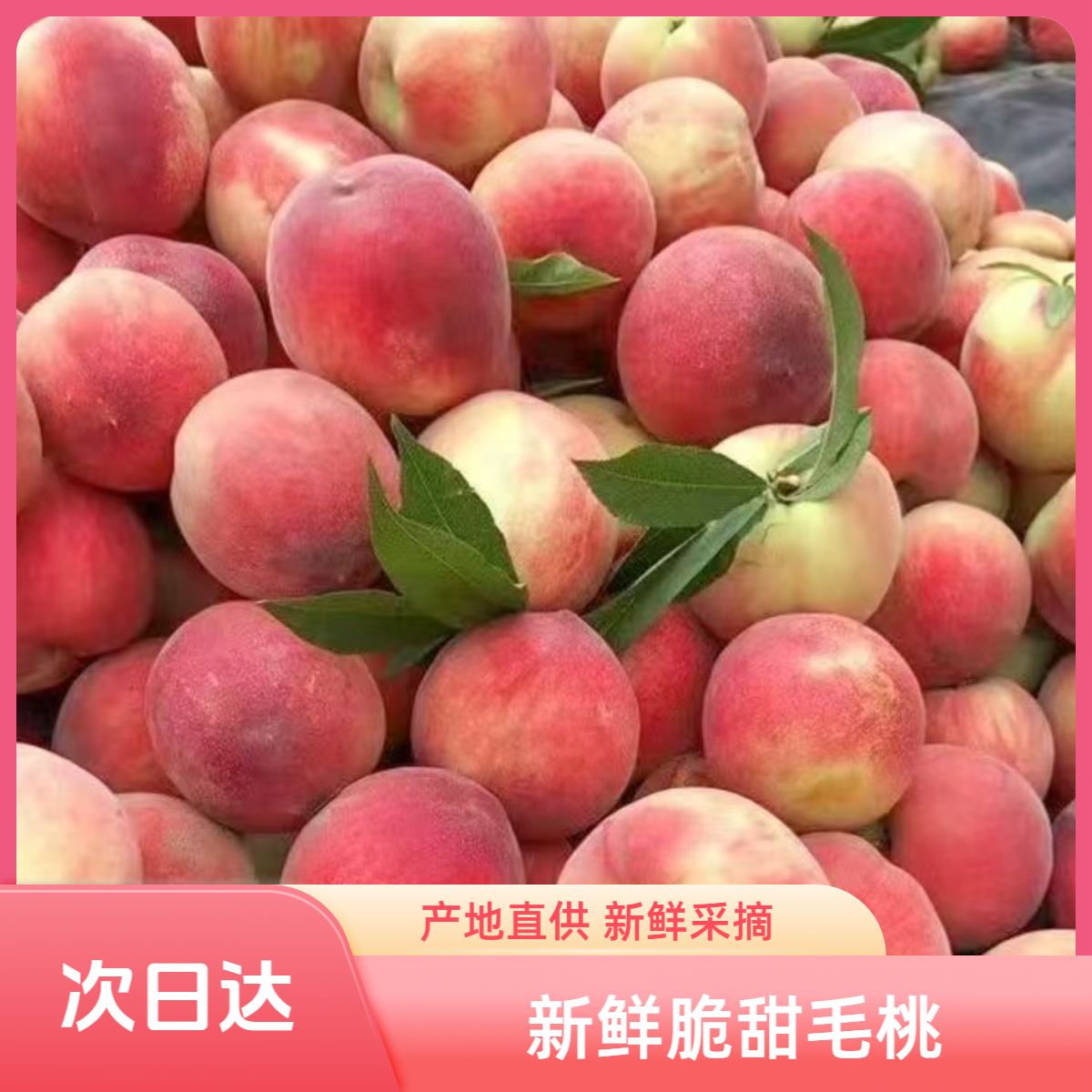 【新鲜脆甜口大桃】又脆又甜的新鲜毛桃 新鲜采摘新鲜发货包邮到家北京市