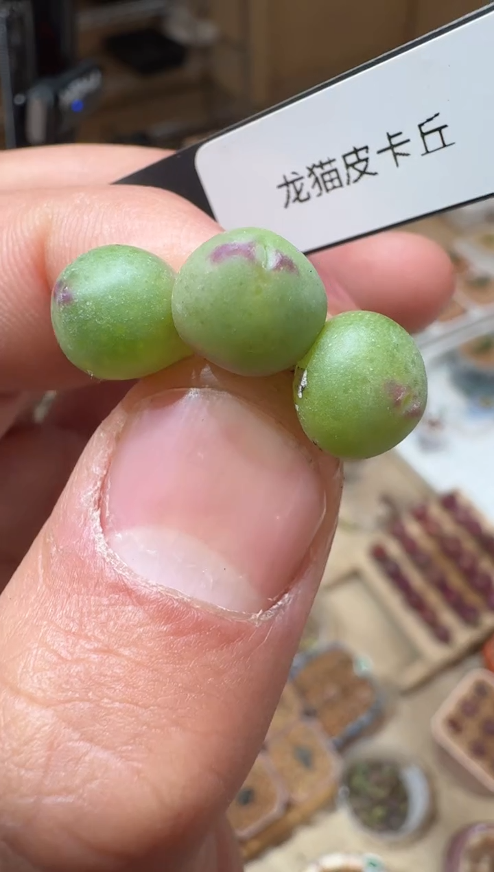 117多肉植物肉锥龙猫皮卡丘一颗