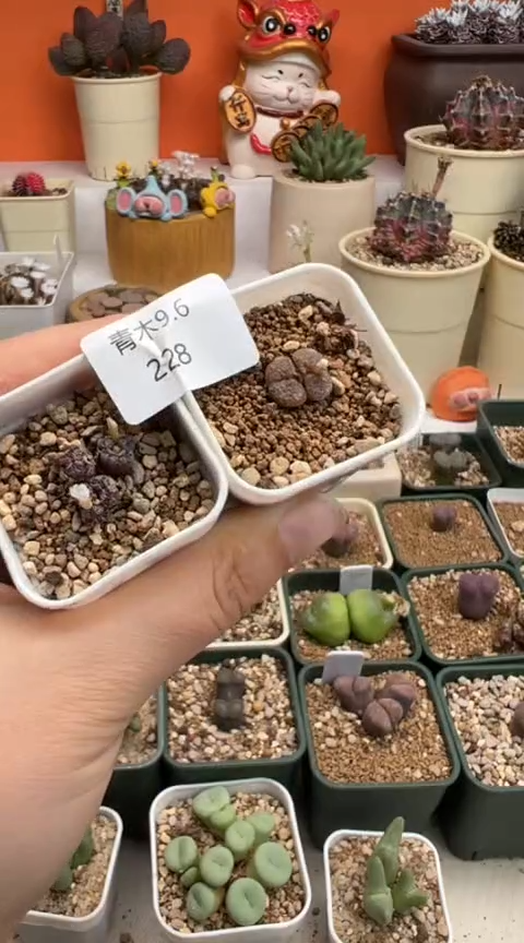 228超级无敌美丽到爆炸的美肉。。。。。。