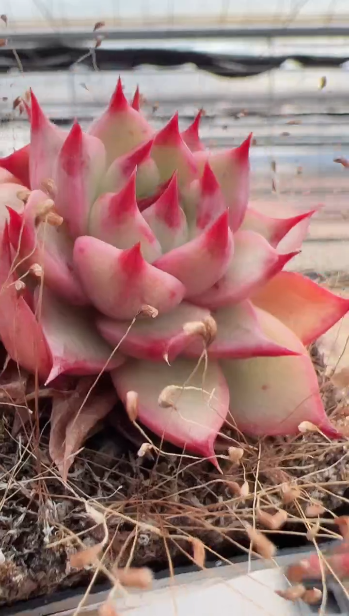 【闪购商品】新款多肉-69