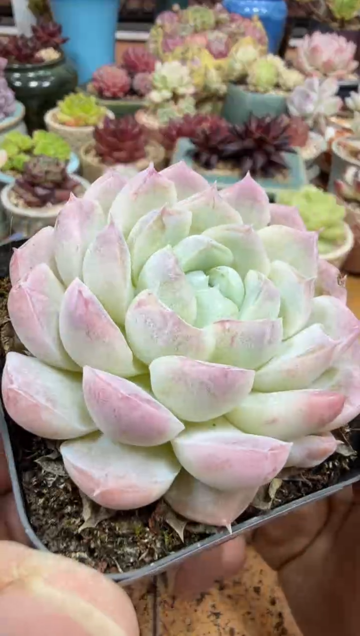 东云多肉园二店-215