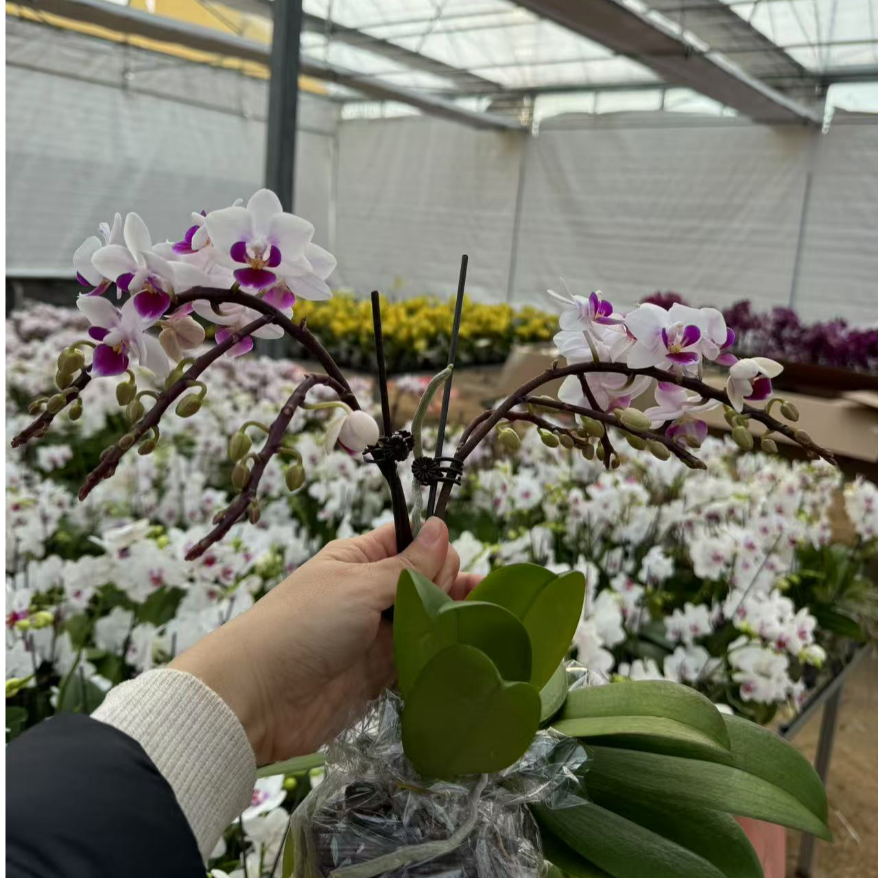 【林茨】欧品蝴蝶兰小花型2.8寸基地直发