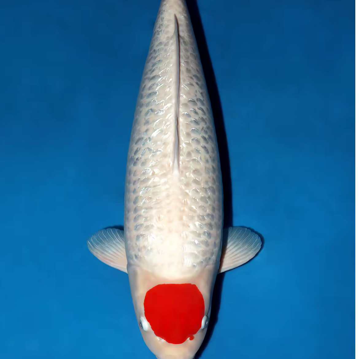 隆兴锦鲤 红白大正观赏鱼直播