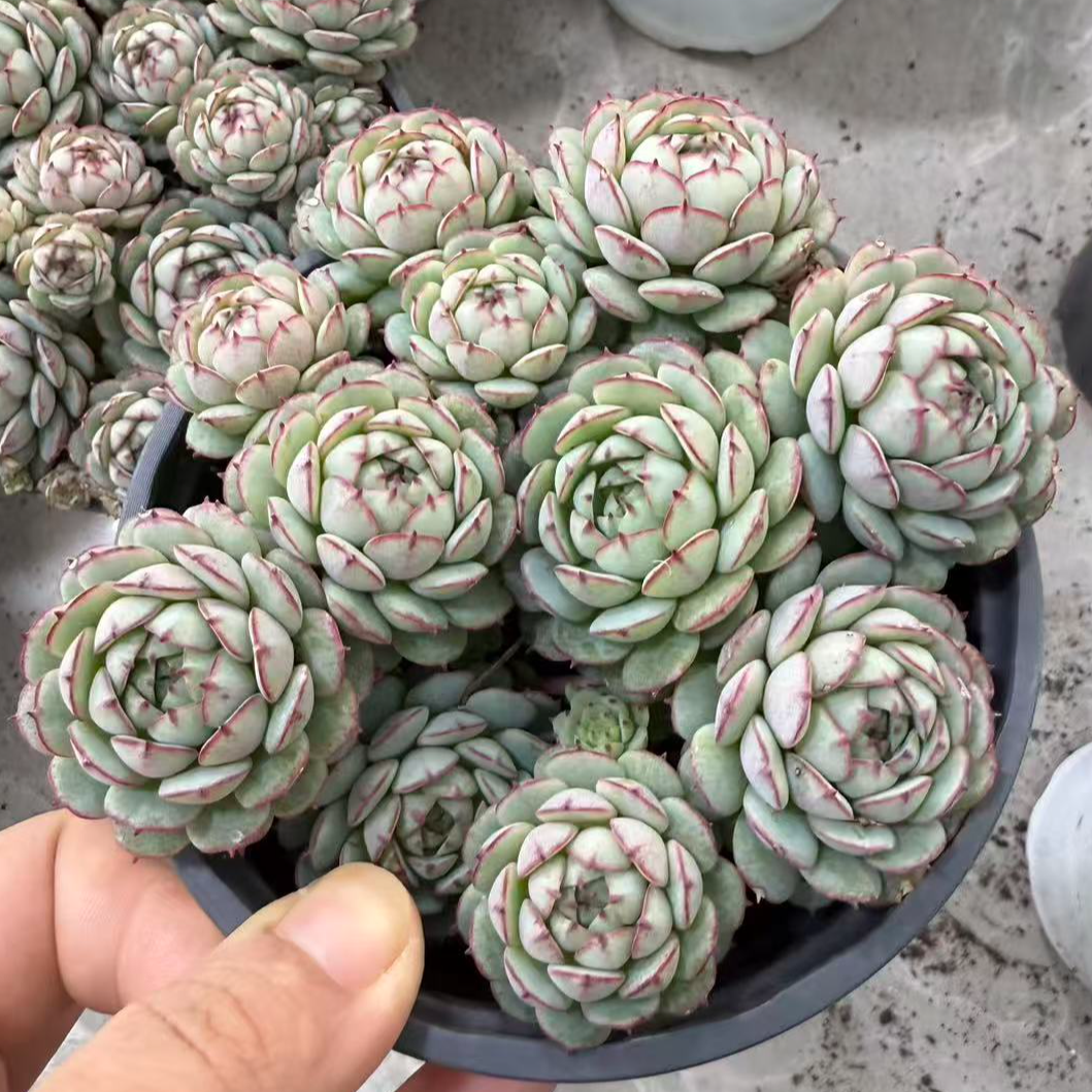 小红船     心动多肉精控精养