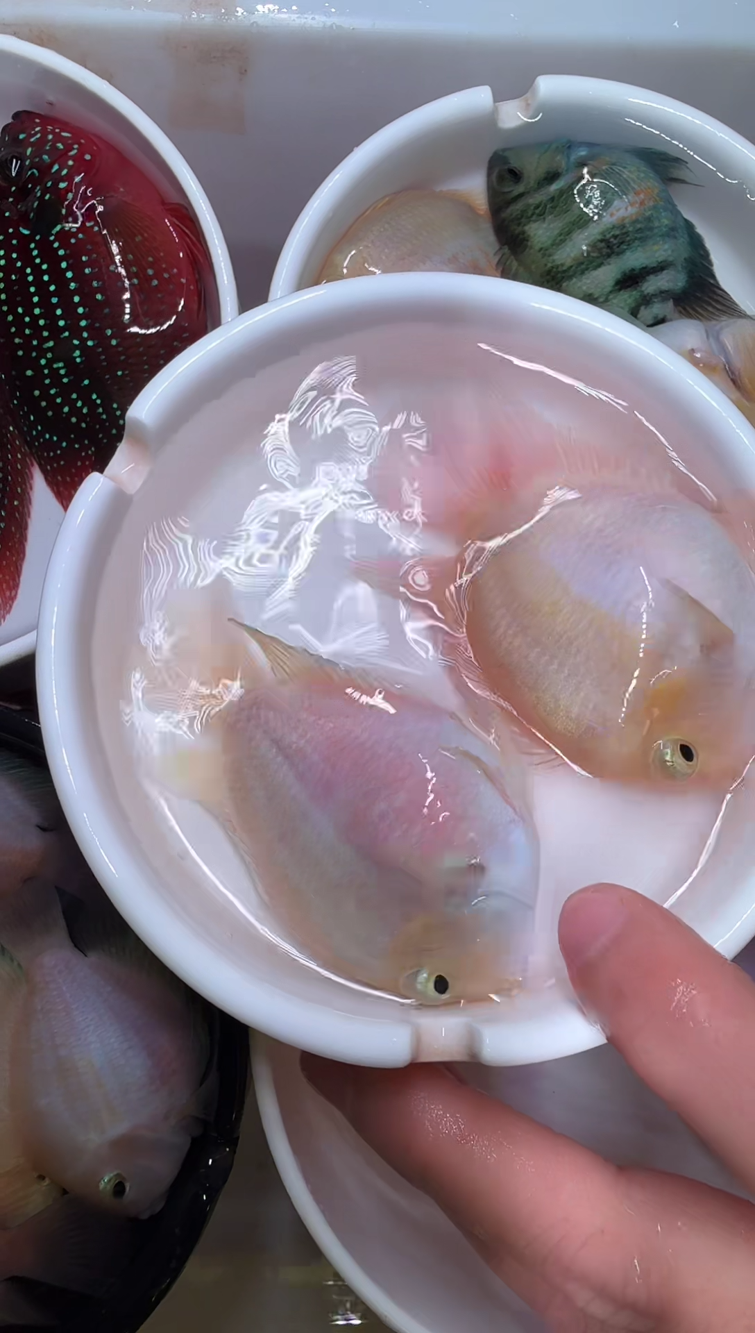 鹦鹉鱼一对白金      