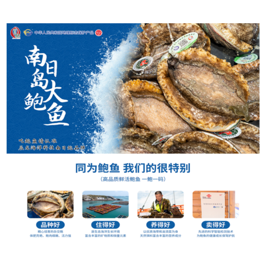 鲜活南日鲍南日岛深海大鲍【黄金大鲍鱼3头鲍】原产地顺丰包邮发出