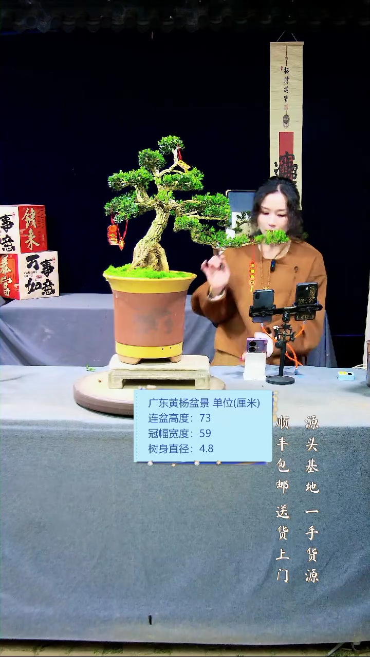 【闪购商品】黄杨盆景黄杨盆景