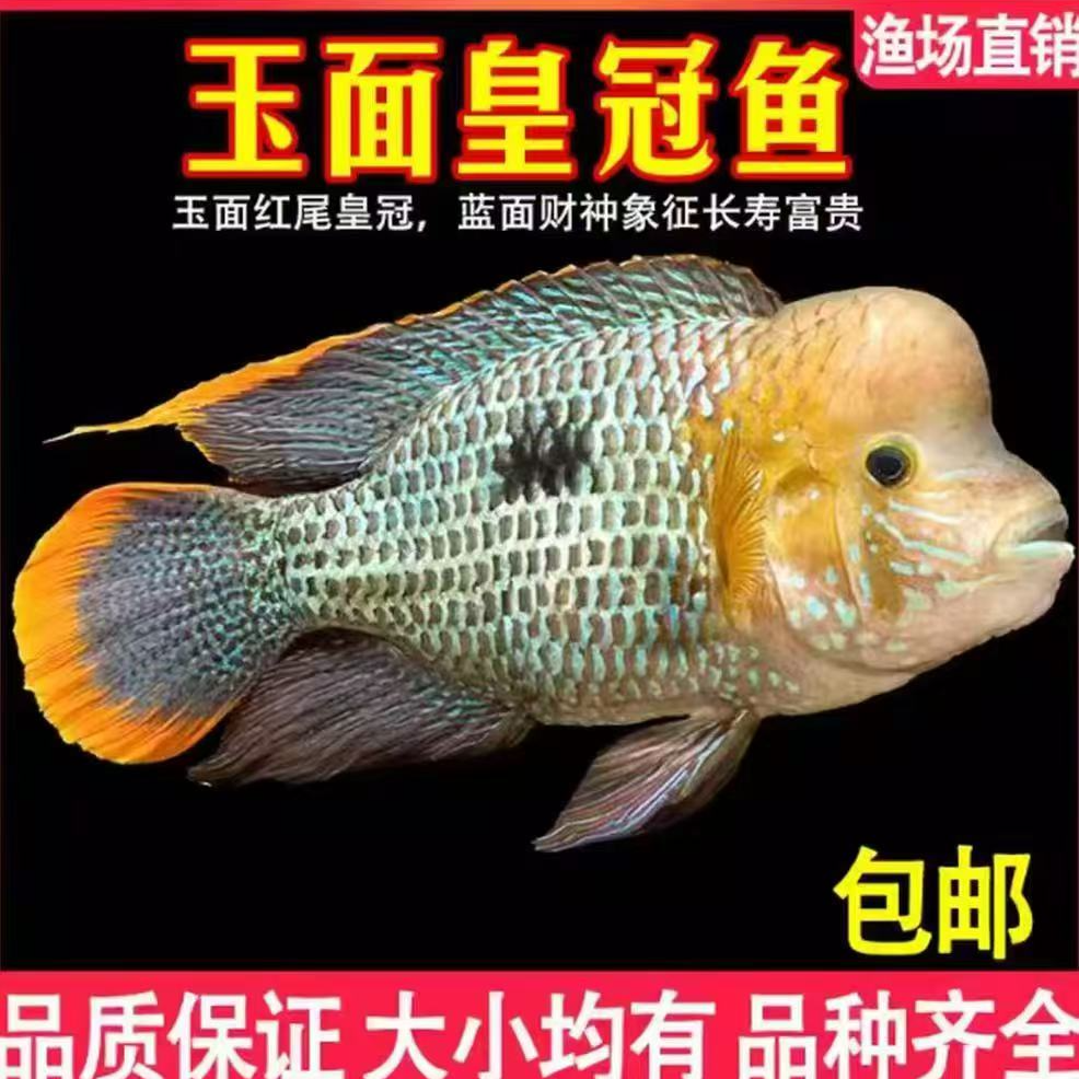 球体玉面皇冠黄尾大型淡水热带观赏风水活鱼