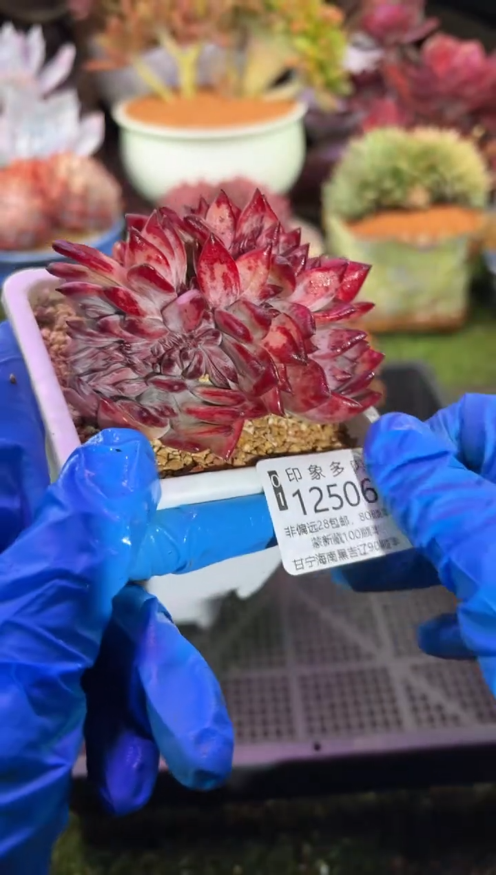 【闪购商品】12506