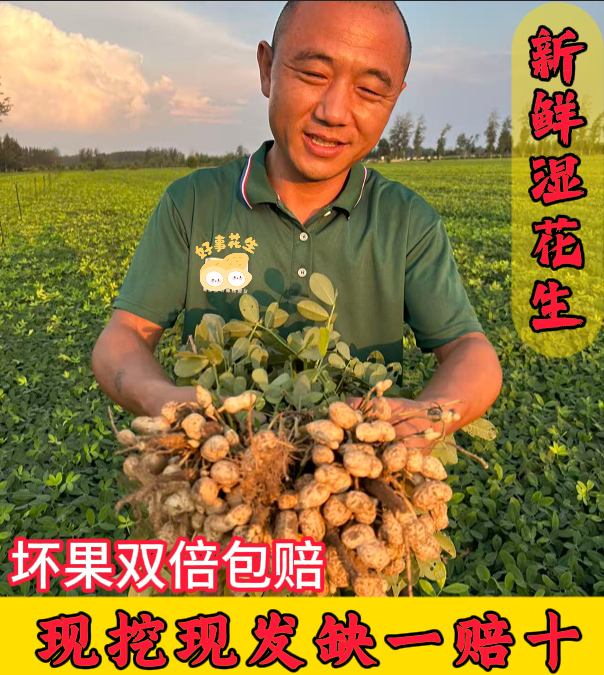 【纯沙地花生】现挖现发新鲜湿花生生吃脆甜煮熟软糯鲜香颗颗饱满