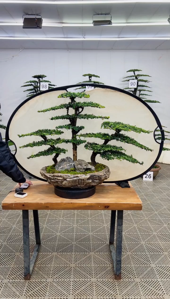 无花朵造型盆景一物一拍